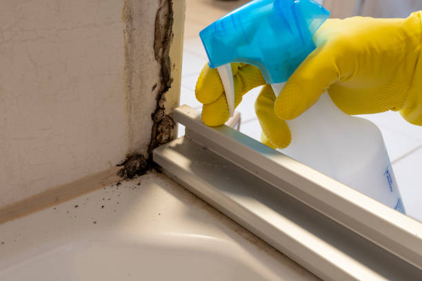 Crawl Space Mold Removal in Lyons, IL
