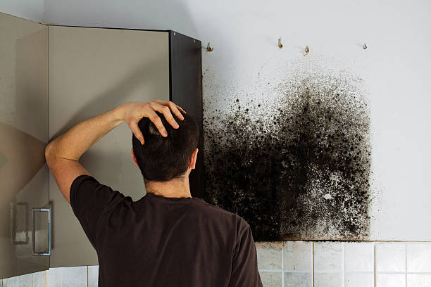 Professional Mold Removal in Lyons, IL